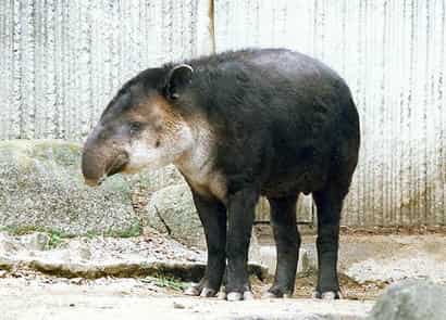 動物図鑑・ベアードバク